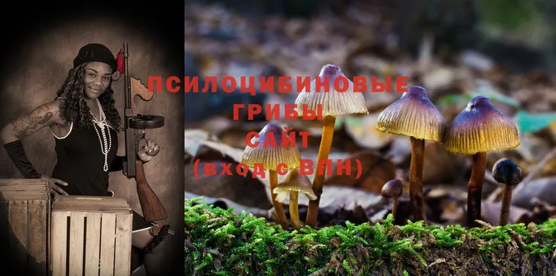 Псилоцибиновые грибы Psilocybe  хочу   Белово 